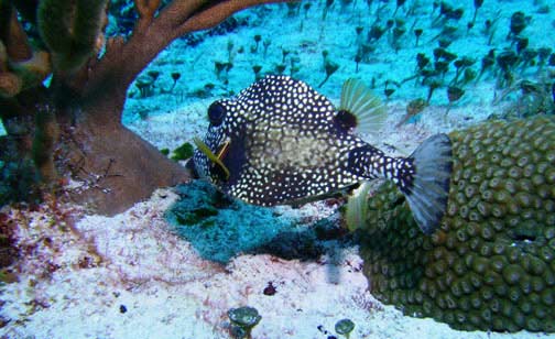 [Spotted-trunkfish.jpg]