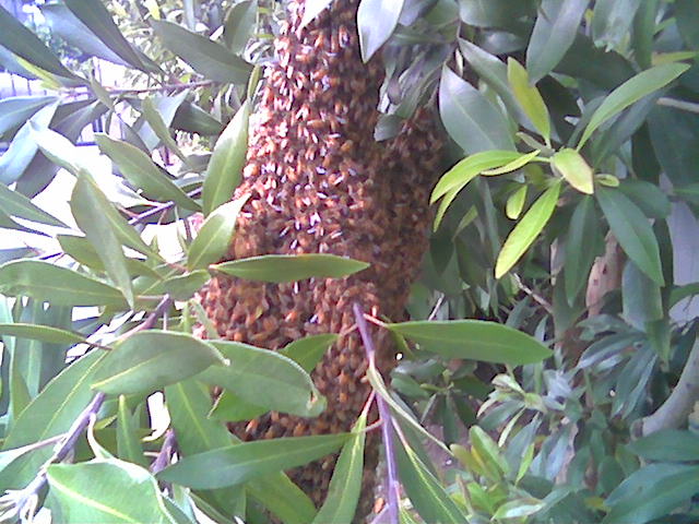[bees.jpg]