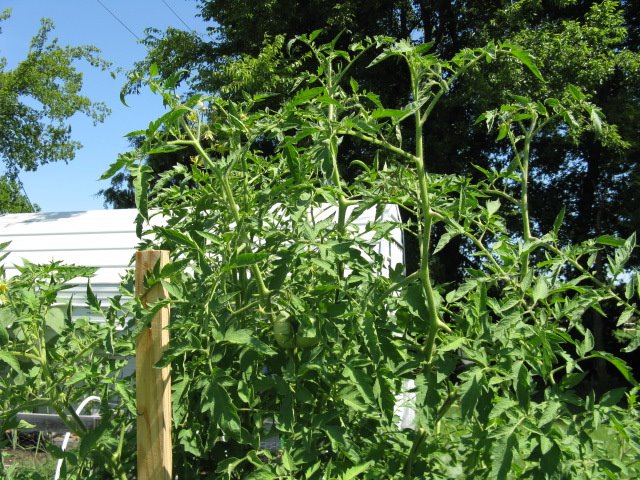 [tall+tomato+plants.JPG]