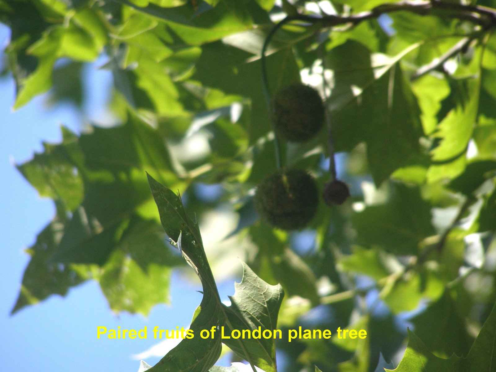 [London+plane+fruits.jpg]