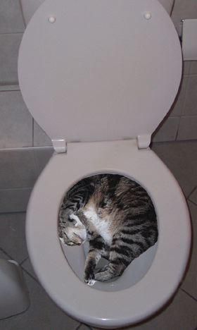 [cat.cats.toilet.jpg]