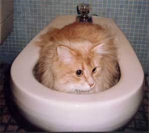 [cat.cute.toilet.jpg]