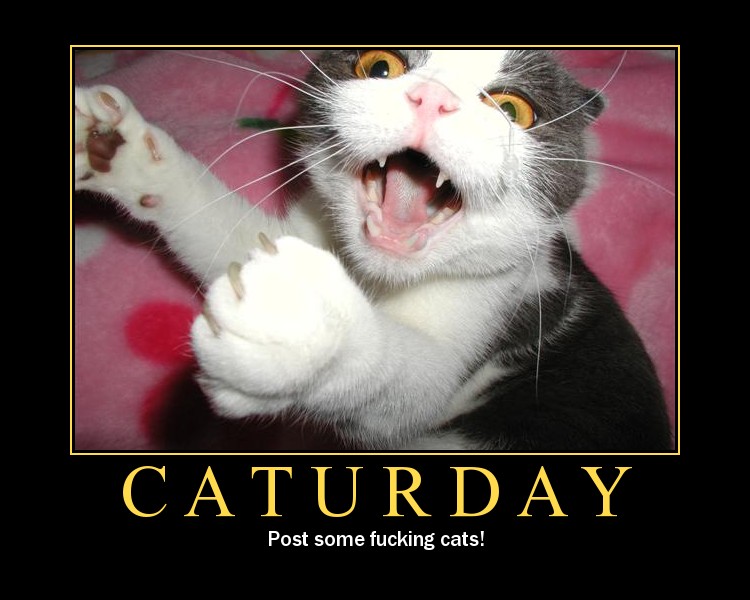 [1cat.caturday.funny.jpg]