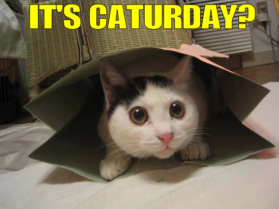 [3cat.caturday.funny.png]