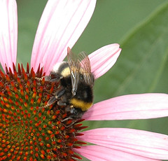 [bee+flower.jpg]