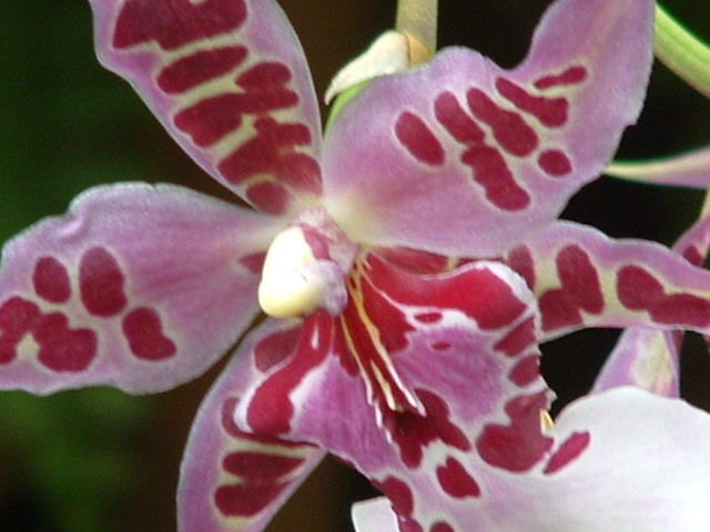 [orchids+041.jpg]