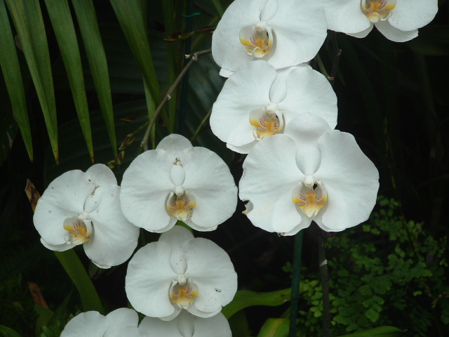 [orchids+019.jpg]
