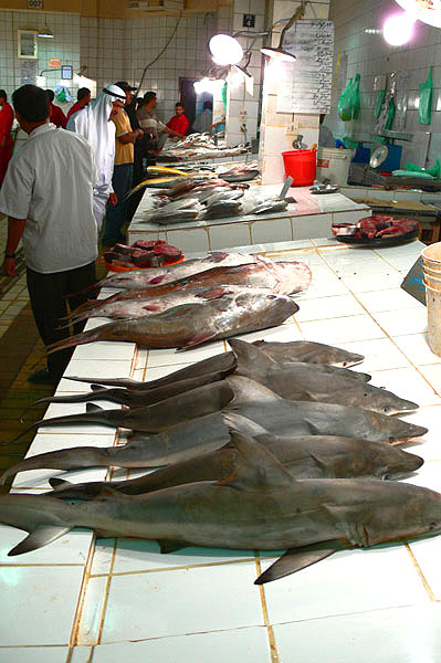 [Fish-Market-3.jpg]