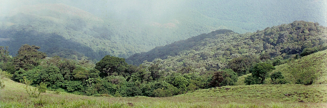 Rainforests of Pushpagiri wildlife sanctuary as seen from Girigadde below Kumara Parvata peak in Western Ghats