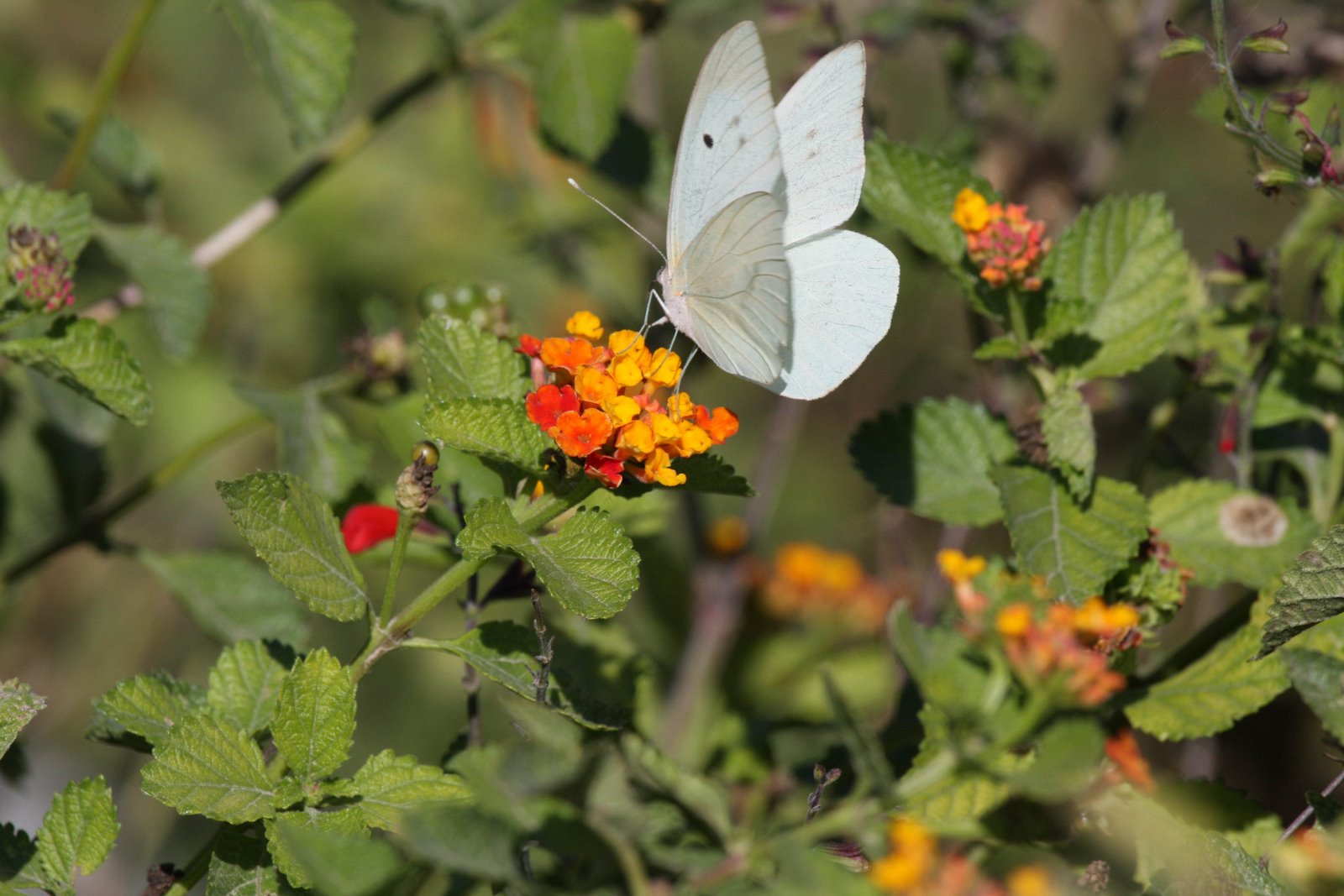 [Butterfly-Giant+White+IMG_0004b.jpg]