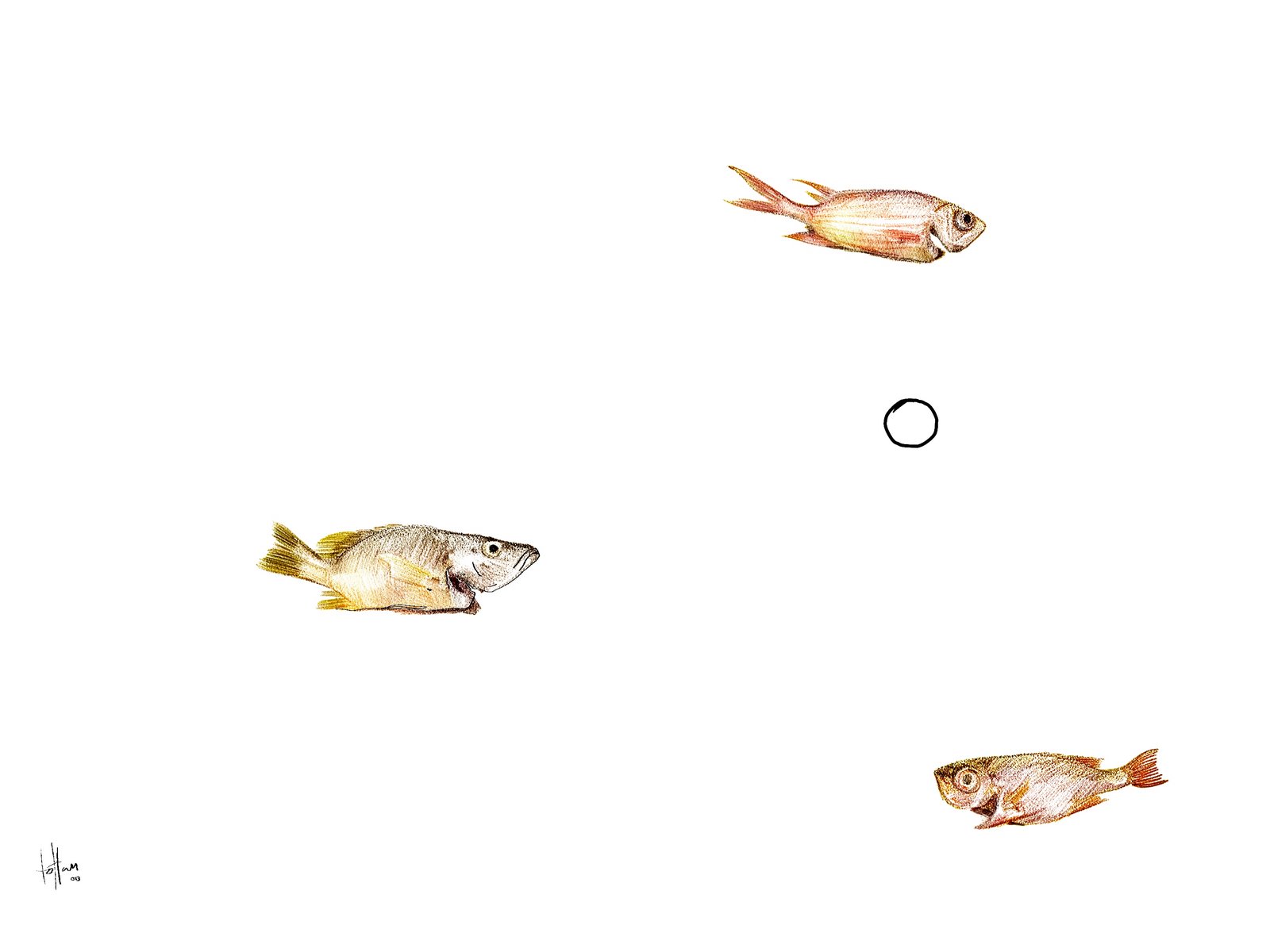 [deadfishes2.jpg]