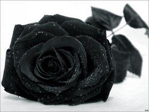 [rosa+negra.jpg]