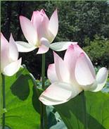 [lotus+flower2.JPG]