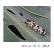 [openphotonet_butterfly+hole+fit.jpg]