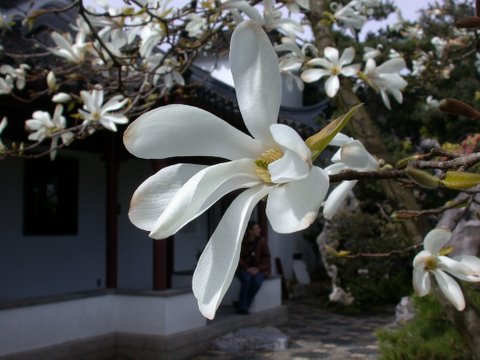 [magnolia.jpg]