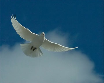 [white_dove.jpg]