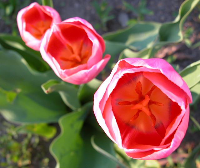 [tulips811-5973.jpg]
