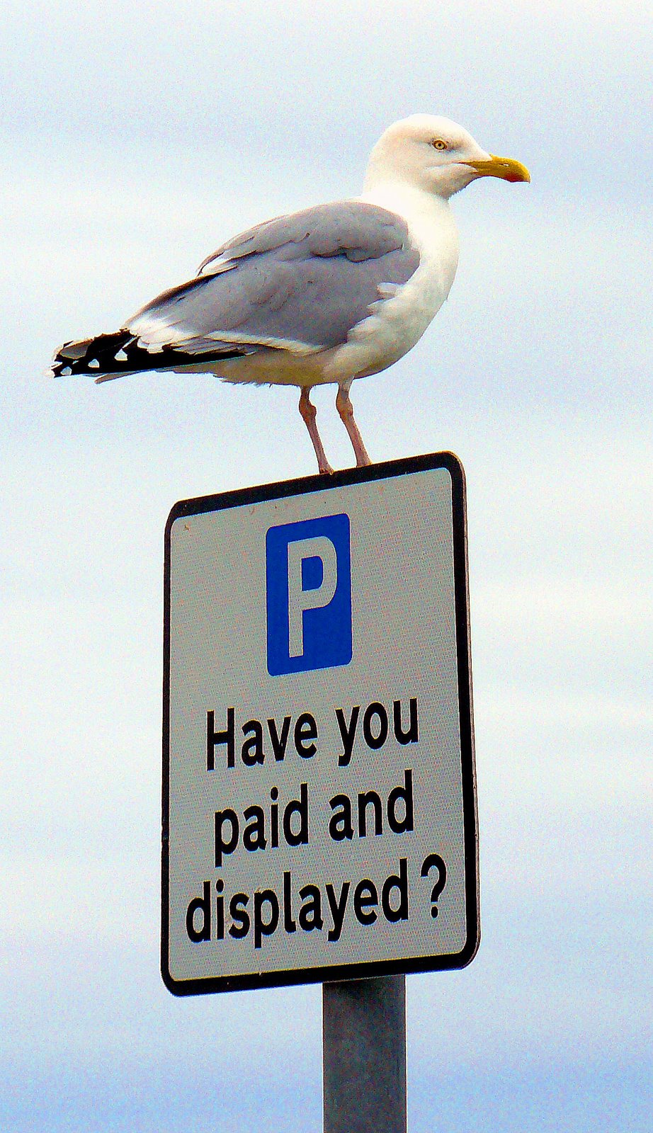 [bl_seagull+paid_displayed_194.jpg]