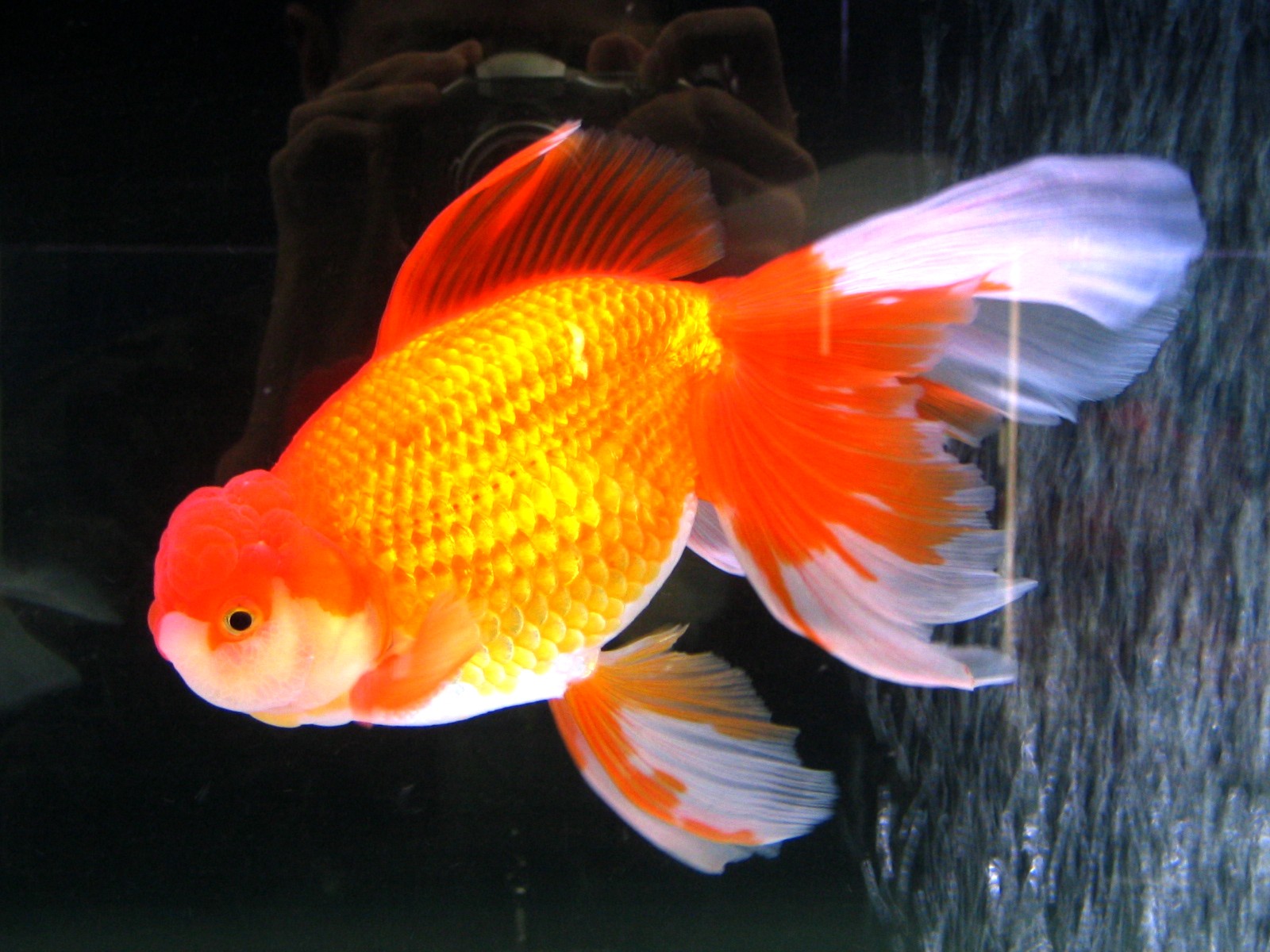 [goldfish19.JPG]
