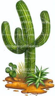 [cactus.jpeg]