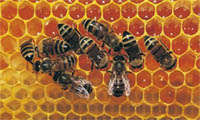 [lebah+madu.jpg]