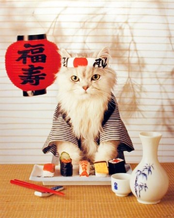 [sushi+cat.jpg]