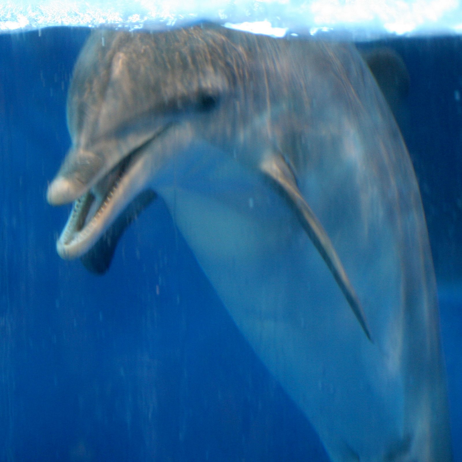 [dolphins010.jpg]