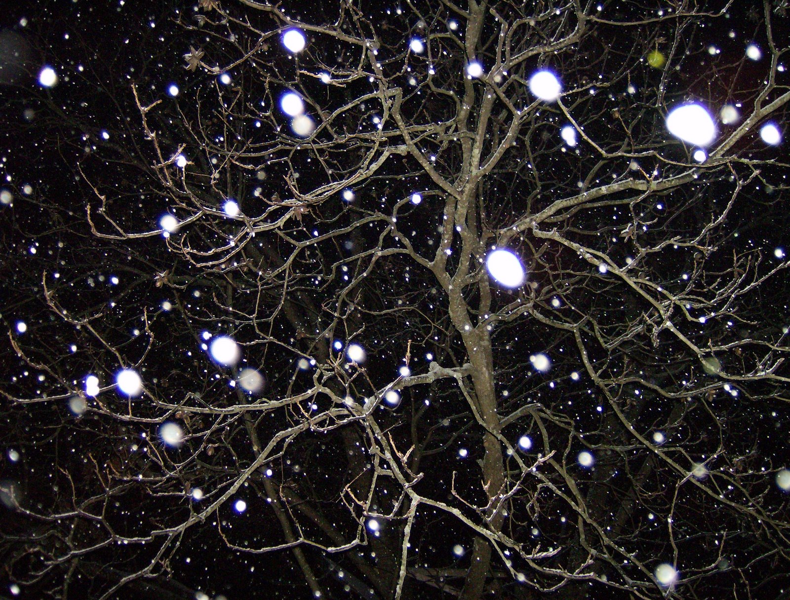 [snow+on+tree.jpg]