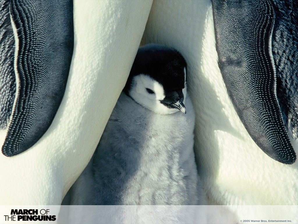 [March-Of-The-Penguins-3-1024x768.jpg]