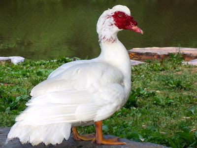 Muscovy Duck