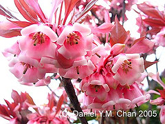 [cny+flower+03.jpg]