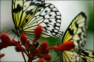 [butterflies.jpeg]