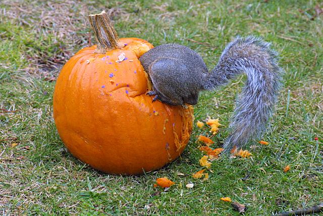 [pumpkin_squirrel.jpg]
