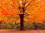 [fall+tree]