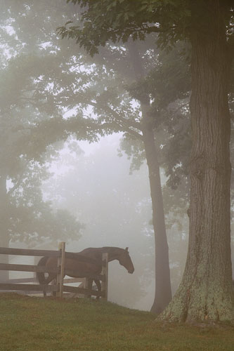 [horse+in+fog]