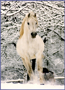 [snow_horse.jpg]
