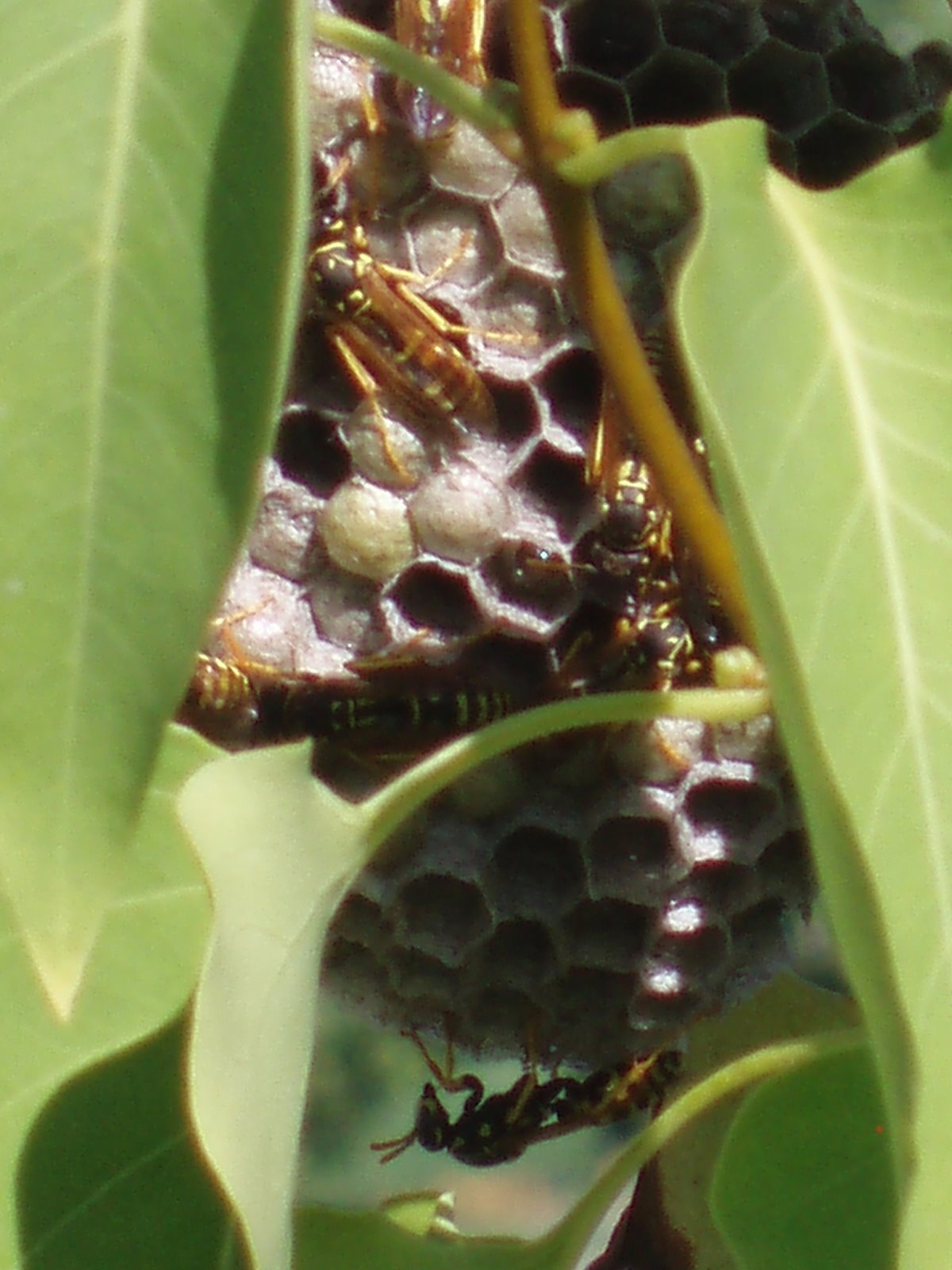 [wasps+nest+lilac+tree+7-21-07.JPG]