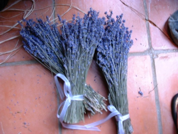 [dried%20lavender%20bunches.jpg]
