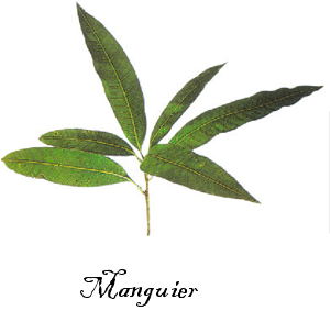 [manguier.png]
