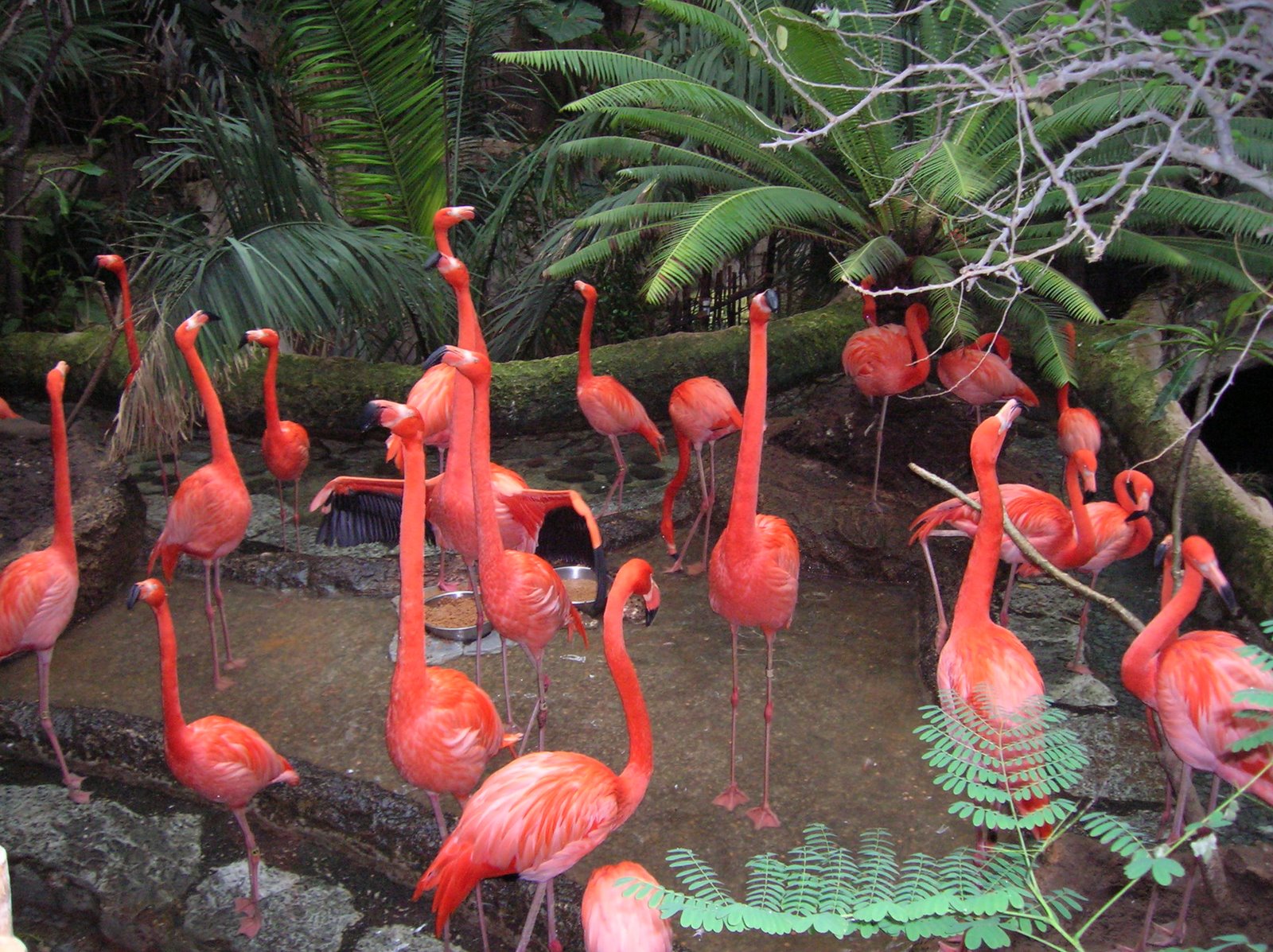 [Flamingo+Island+Dallas+World+Aquarium+07+030.jpg]