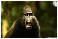 [angry+monkey.jpg]