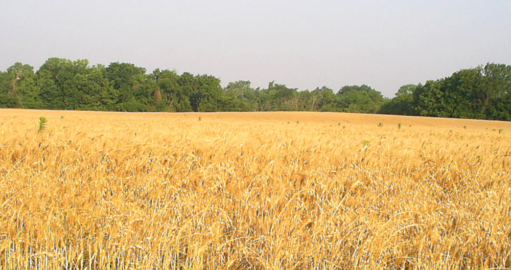 [wheat_field.jpg]