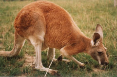 [grown+kangaroo.jpg]