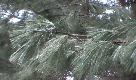 [31620008pine+with+drops.jpg]