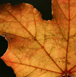 [Fall+Leaf.jpg]