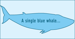 [whalebody.gif]