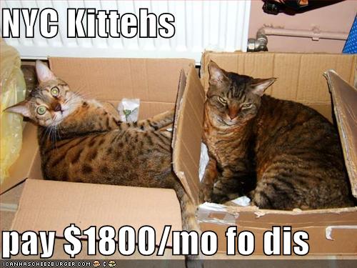 [funny-pictures-new-york-cats-hate-their-apartments.jpg]