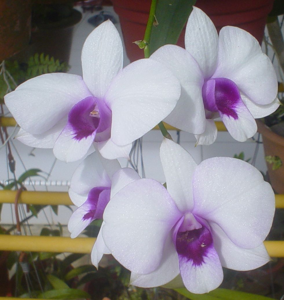 [orchid1.JPG]