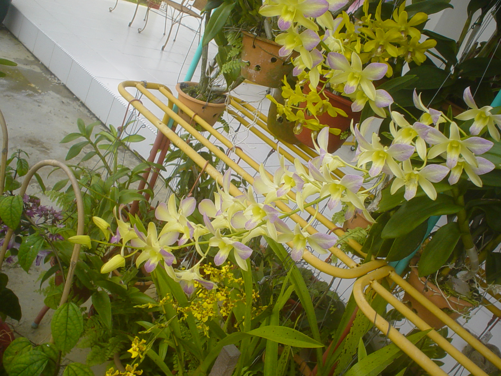 [orchids3.JPG]