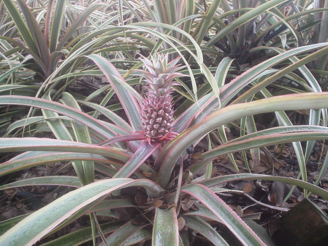 [pineapple1.JPG]